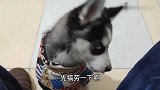 铲屎官教二哈喊救命，愣是喊出了鸭子叫，主人都快笑出八块腹肌了