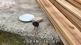 放养的八哥鸟在外面过夜，今天回来居然开口叫主人开饭