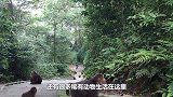 峨眉山猴子“最犯怵”的东西，只要拿出来一亮，猴子就连滚带爬的