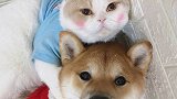 当你同时拥有一只猫和一只狗，你就会得到一对小可爱...猫狗双全 萌宠