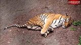 旭山动物园里大老虎的睡姿好可爱，老虎：脚脚凉，捂一捂！