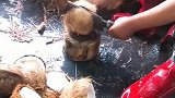 头一次见这样切椰子，一刀下去直接把我看愣了，真是开眼了！