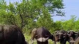 狮子也是自信，想吃牛肉了，竟直接单挑一群野牛！