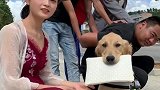 看见路边美女被抢，男子立马放开金毛，金毛直接冲了上去将包夺回