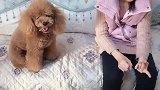 泰迪和小姐姐比赛算数，泰迪的智商令人佩服！