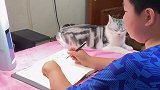 弟弟：这回完不成作业不赖我了，小猫咪不让我写…桑ren 猫咪大哥大