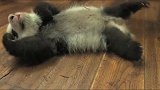 熊猫宝宝张着嘴巴，翘着小腿真舒服，就是翻身有点难