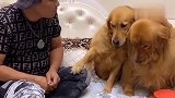 金毛妞妞把主人的衣服咬碎了，结果还栽赃嫁祸给欢欢，太逗了