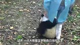 最受不了熊猫宝宝“抱大腿”，直接火到国外，网友：这谁顶得住啊
