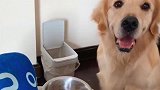 当金毛喝了主人的酸奶！金毛：女人心，海底针吗！