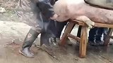 猪：我在阎王那里，走过三次了