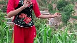 《挂红灯》美女唱得不错，歌美人美！