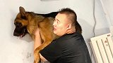 德牧拆狗笼子被举墙上教育，瞧这货的眼神，还觉得是种光荣
