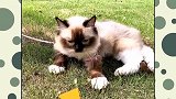 搞笑：现在已经是一只野猫了
