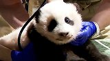 奶凶奶凶！旅美大熊猫美香幼崽百日体检视频公开 大眼睛脾气超倔