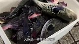 大师切“河豚”，秒剥完鱼皮，光滑得像镜子，挤破头也要吃一次