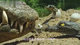 一群男子偷走鳄鱼未出生的孩子，鳄鱼愤怒反击，镜头拍下全过程！