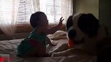 谁说有小孩就不能养大型犬圣伯纳德犬和宝宝的亲密接触！