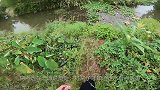 七星漂钓草洞，第一竿就中巨型白条，比钓到鲫鱼还开心