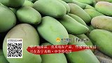 《寻味中国》第十五期 广西百色芒果