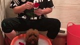 人狗情未了，豆豆到底跑什么呢？咱也不敢问