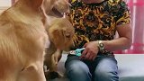 主人给小四剪完指甲要带它去遛弯，看豆豆什么反应，搞笑了