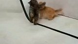 坐山远观奶猫斗