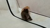 坐山远观奶猫斗