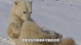 北极熊为什么不吃企鹅？难道真的是因为吃不到吗？答案并不是！
