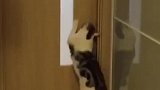 猫：天天关门有意思么，我又不是开不了！