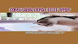 奶茶还是发生了意外……对不起！养猫新手