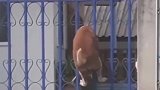 这狗子一看就知道是惯犯，下次让它知道什么是江湖险恶！