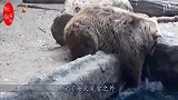 女子捡回一只流浪猫，家里的猫咪却怕它，主人乐坏啦