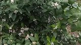 搞笑视频：满树花