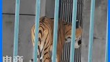 近日，有游客爆料广州动物园有老虎瘦成皮包骨，动物园工作人员回应：有些动物个体偏瘦是客观存在的。