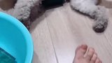 妲己猪主动给主人洗脚，才刚把袜子脱了，妲己猪立马就倒地上了