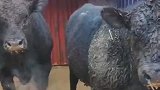 天气太冷，小牛两鼻直冒白气