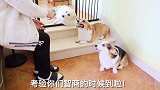 男主人斥巨资给三只柯猪打造迷宫，测试狗子的智商