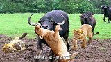 非洲水牛战斗力有多强？直接群殴死狮子，镜头拍下全程