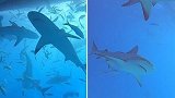 澳大利亚一名男子在巴哈马潜水时与大量鲨鱼一起游泳