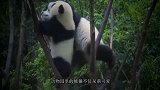 熊猫不肯回窝，奶妈只能来硬的，熊猫：救命啊杀熊啦！