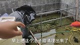 楼顶两个小鱼池清理出来，才20天没换水，整个鱼池都是青苔