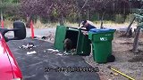 一只小熊拦车打劫，熊-行行好我快饿死啦！镜头记录全过程