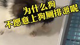 狗狗为什么不愿意上狗厕排泄，这都是有原因的