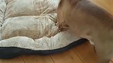 主人给斗牛犬买了新床，狗子看到后陷入激动状态