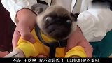 狗狗看病，那表情特别搞笑，下次别这么淘气