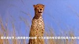 世界上最快的动物失败了！大羚羊VS猎豹，猎豹狩猎大羚羊失败！