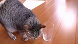 猫咪有智商差异吗？做完实验为小花的智商堪忧