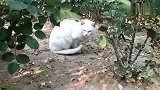 白猫吃饱后，看看它都干什么？