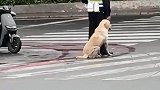 走失狗狗陪交警站岗